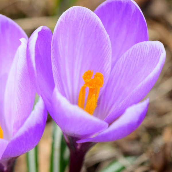 Crocus Large Flowered Blue